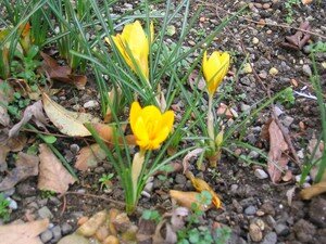 1er_CROCUS