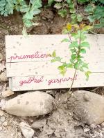 prunelier