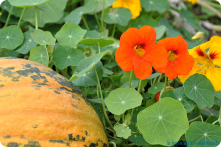 Courge H1