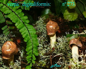 verpa_digitaliformis_n_273