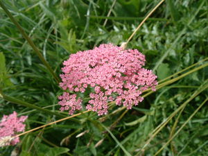 DSCF0087