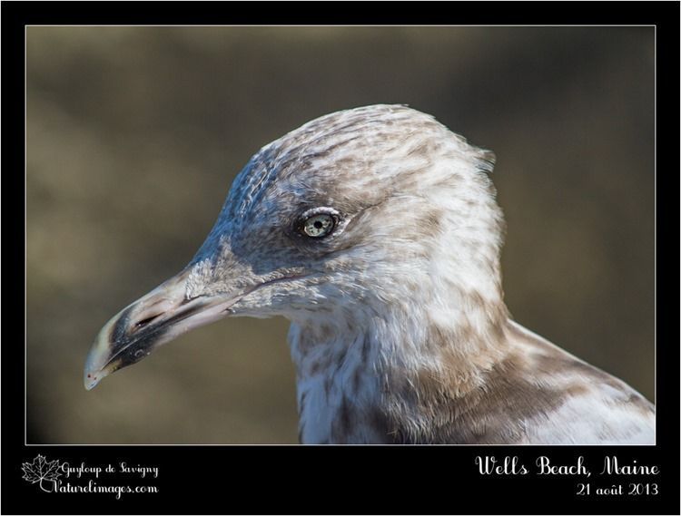 IMG_0305-naturelimages.com IMG_0305-naturelimages.com