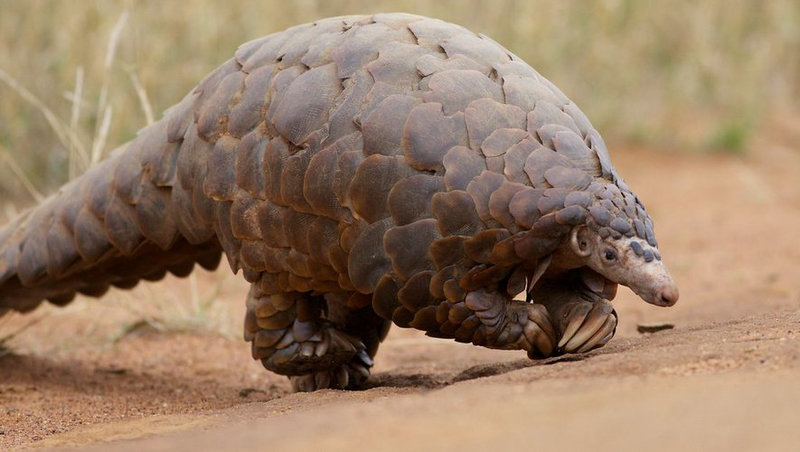 Pangolin-