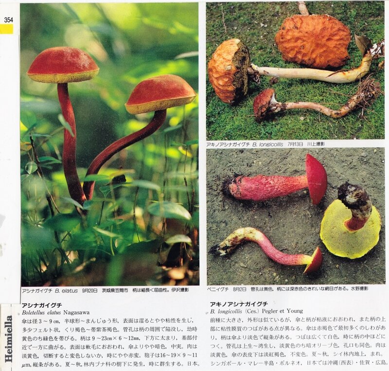 Boletellus Heimioporus IOH 354