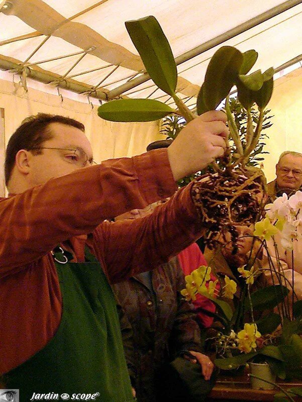 Atelier de conseils de culture, refloraison et rempotage d'Orchidées