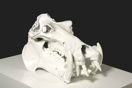 crâne d'hippopotame de 2009 pasqua
