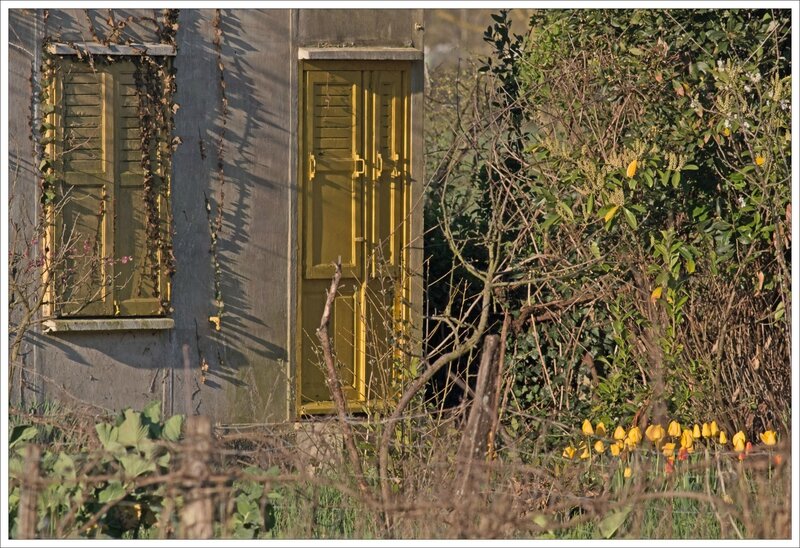 maison jaune tulipes matin 090415 1