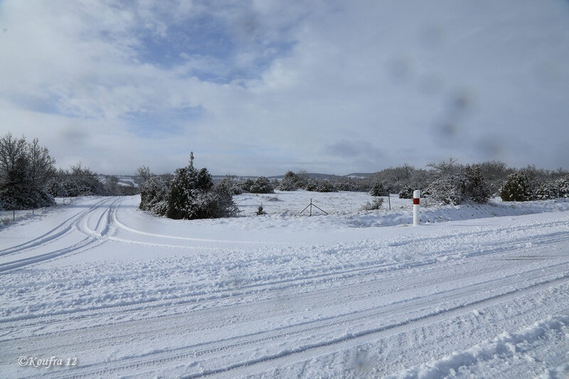 Photos JMP©Koufra 12 - Cornus - Neige - 28012019 - 0211