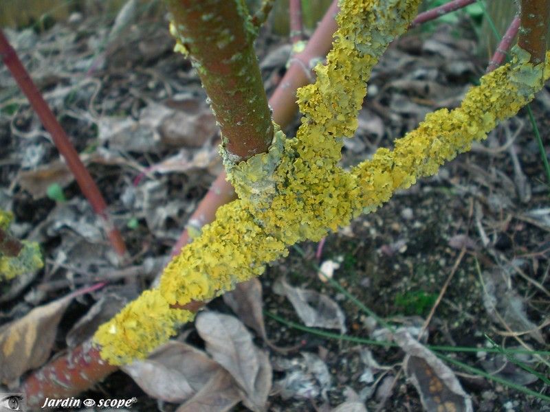 Lichen foliacé 'Xanthoria parietina'
