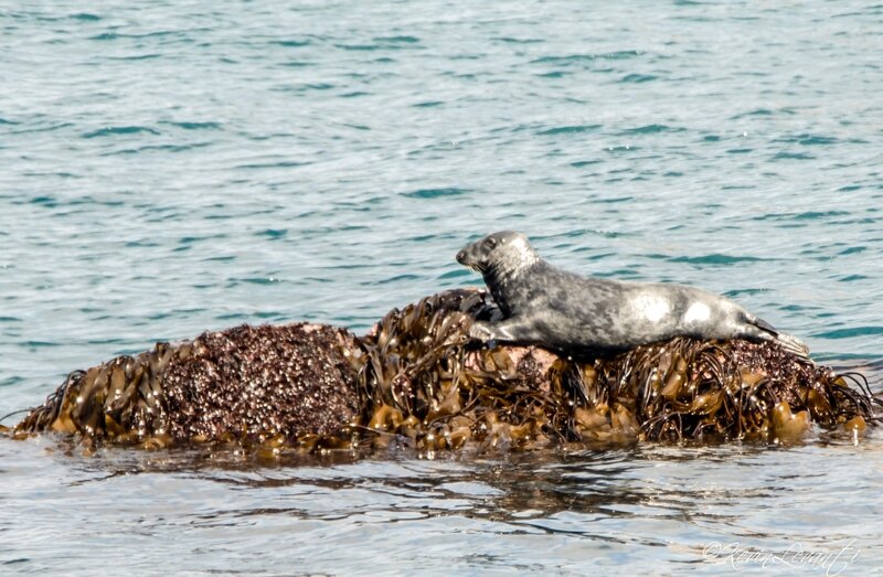 Phoque gris - Halichoerus grypus (9)