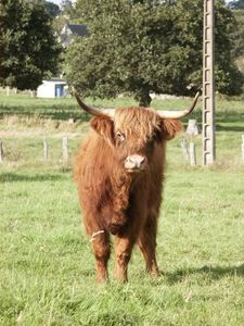 highland_cattle22