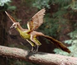 Archaeopteryx2_NT