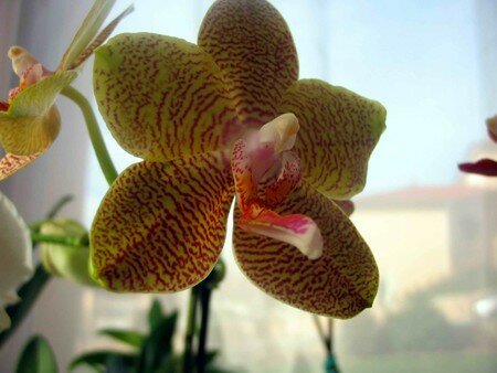 orchid2