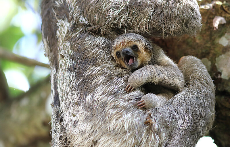 Bradypus tridactylus - jeune