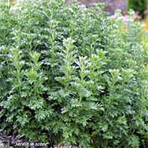 Armoise_officinale