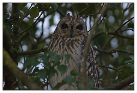 Aiguillon lulu hibou marais matin lierre 1600 100312