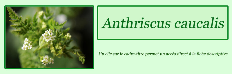 Anthriscus caucalis
