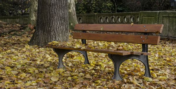 le banc et les feuilles