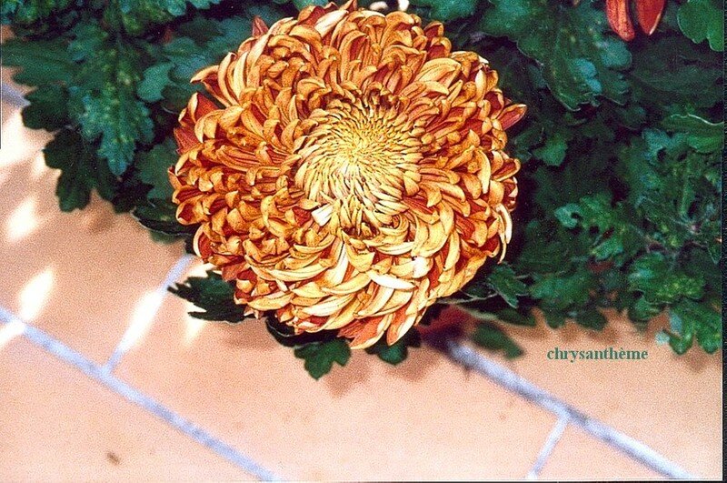 chrysanthème roux boule