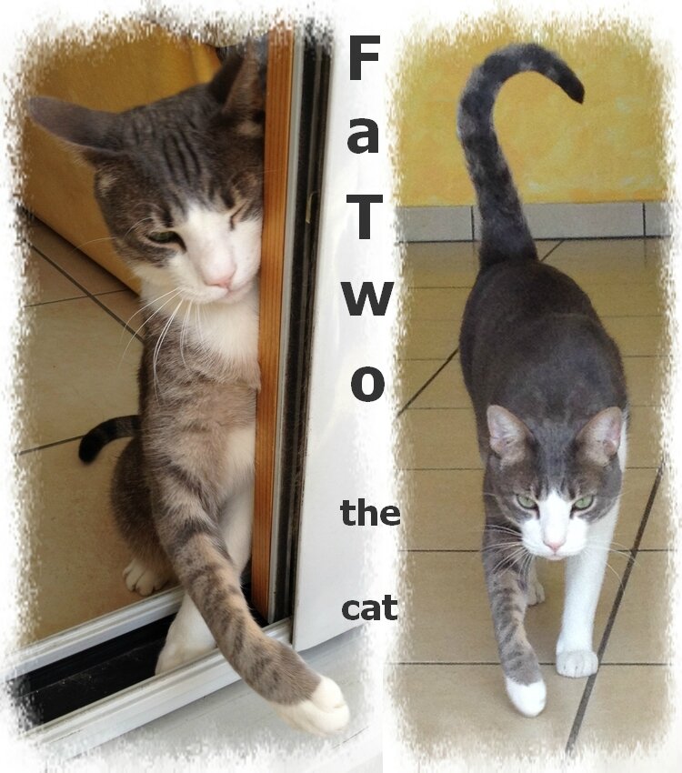FaTwo the cat
