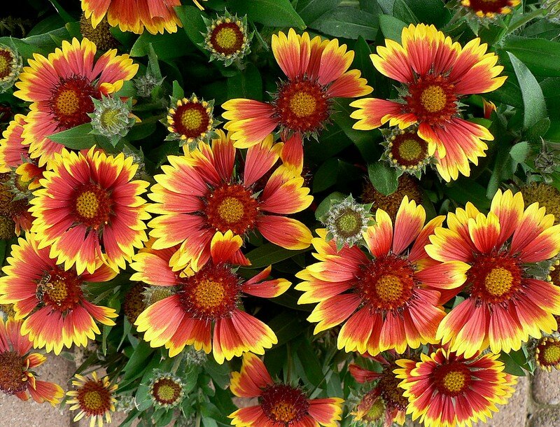 gaillarde