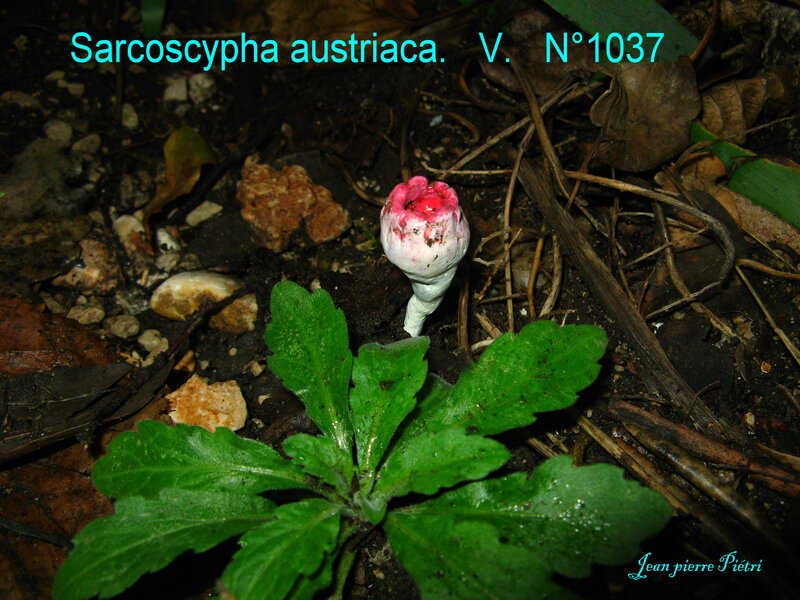 Sarcoscypha austriaca