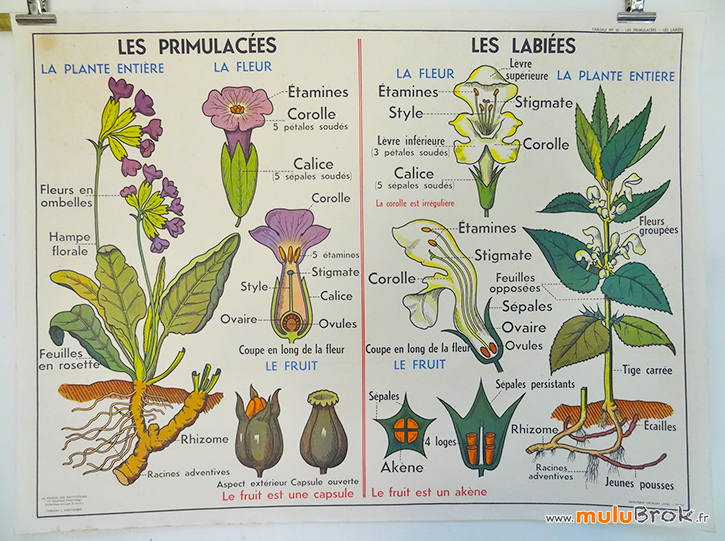 AFFICHE-FLEUR-PRIMULACEES-LABIEES-1-muluBrok-Vintage