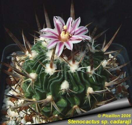 Stenocactus_sp