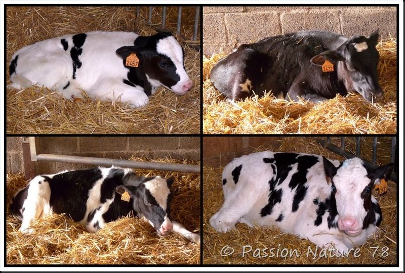La vache Prim'Holstein (10)