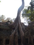 Angkor__39_