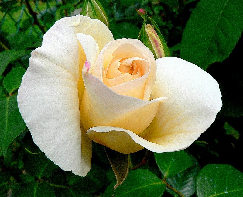 rose Grand Nord