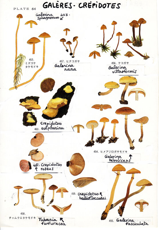IH1 pl 64 Galeres