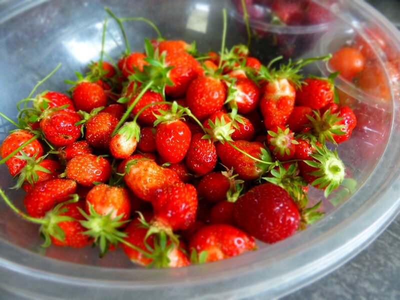 6-fraises-mûroises-tomates (4)