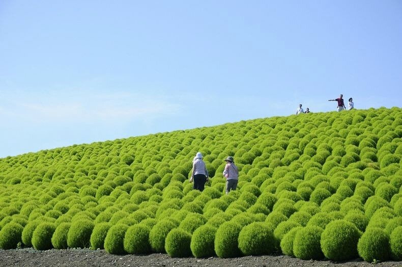 Parc-Hitachi-Seaside-Hitachinaka-Japon-photo-14