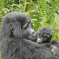 R. D. <b>CONGO</b> - Le baby-boom des Gorilles continue aux Virunga !