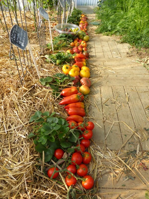 30-tomates du jour (2)
