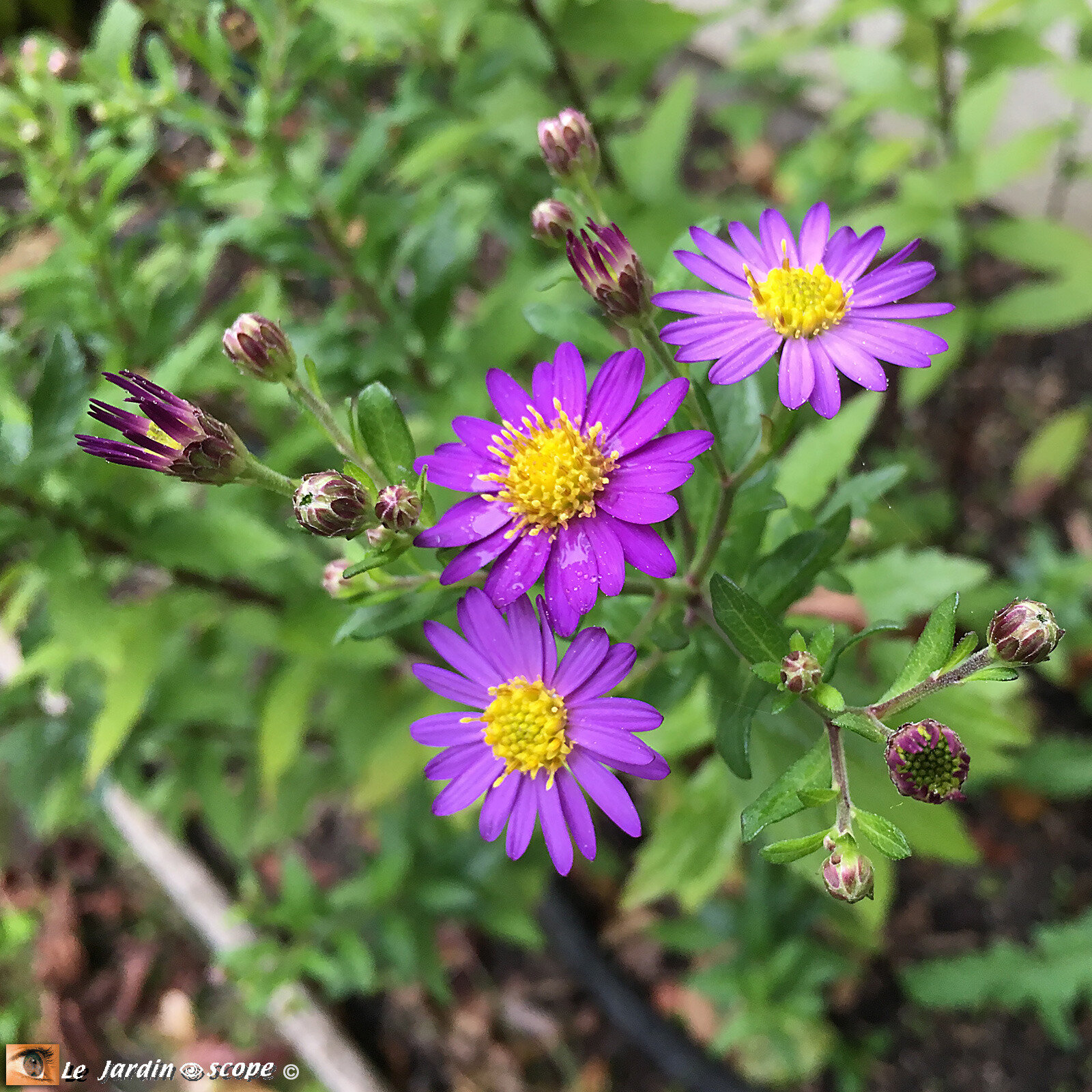 Dans mon jardin entre les averses d’octobre... - Le JardinOscope, toute ...