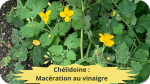 25 CHELIDOINE(1)Macération au vinaigre-modified