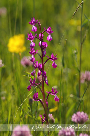 2010_05_23_Orchis_laxiflora_01