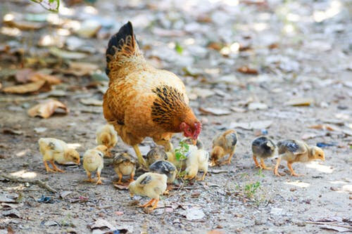 poule_2