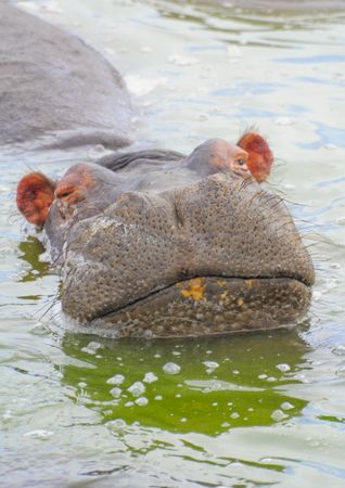 Hippopotame__parc_de_Queen_Elizabeth__Ouganda__11_