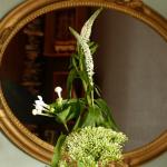 les fleurs chez moi (17)