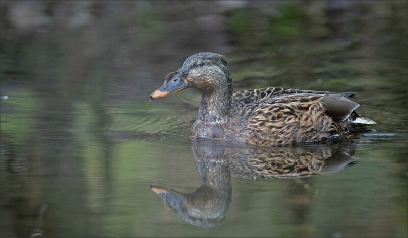 Galuchet oiseau canard 100318 3 bec mue