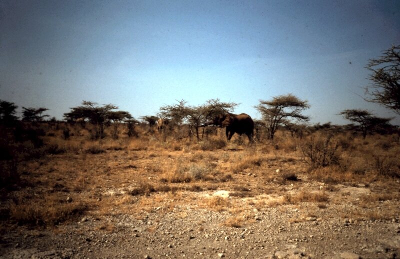 tsavo elephant f