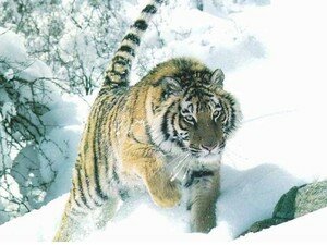 le_tigre_de_siberie