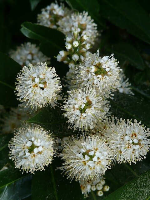 laurel-blossom-7167_640