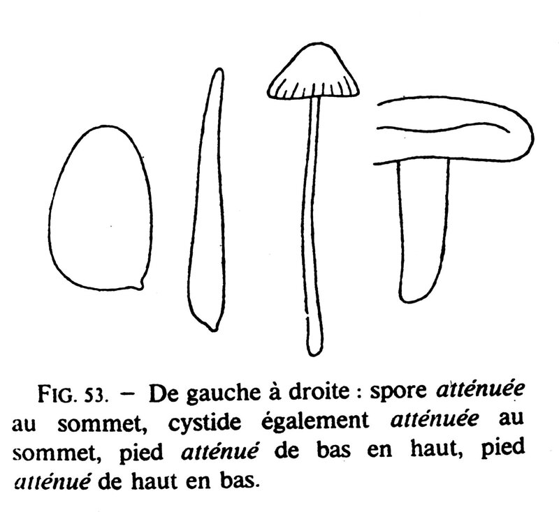 Joss fig 53