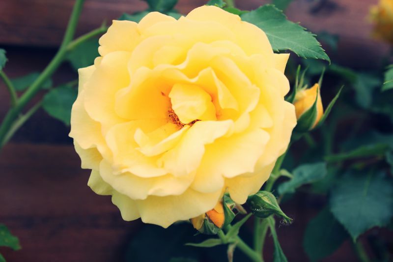 yellow roses_effected