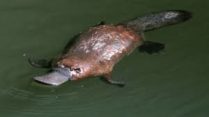 Résultat de recherche d'images pour "platypus"