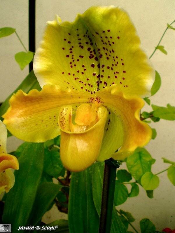 Expo d'Orchidées 2008 - Serre aux papillons du Parc Floral d'Orléans